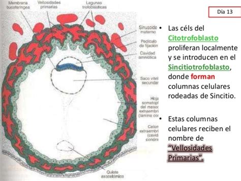 Micrografía mostrando la estructura del sincitiotrofoblasto y citotrofoblasto.