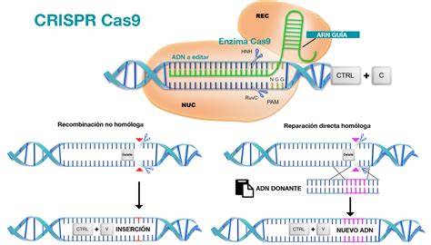 Diagrama explicando el funcionamiento de la edición genética CRISPR-Cas9
