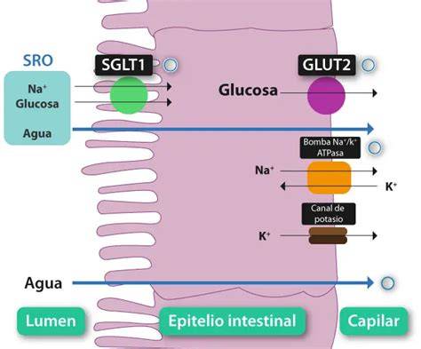 Diagrama del mecanismo de acción del subsalicilato de bismuto en el tracto gastrointestinal