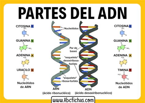 esquema visual explicando la estructura del ADN y los nucleótidos (A, G, C, T)