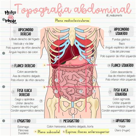 Esquema de la anatomía abdominal mostrando la localización del mesenterio y posibles ubicaciones de quistes