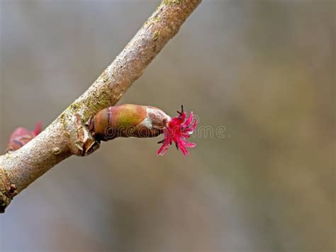 Imagen microscópica de flor femenina (glomérulo) de avellano europeo mostrando sus pistilos receptivos