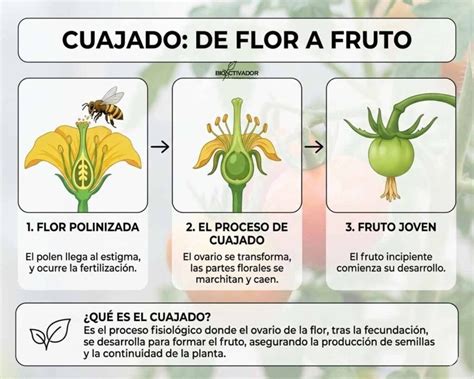 Corte longitudinal de fruto cuajado de avellano mostrando las etapas de desarrollo del embrión