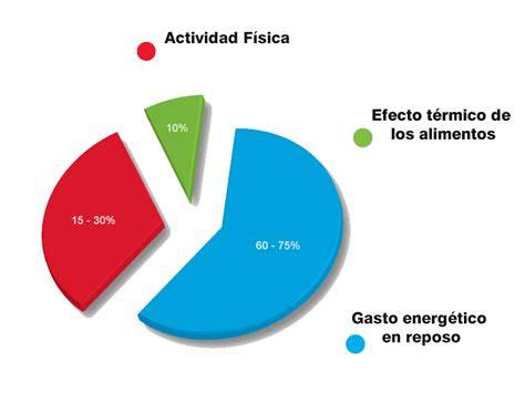 Infografía o esquema sobre los componentes del gasto energético diario en niños.