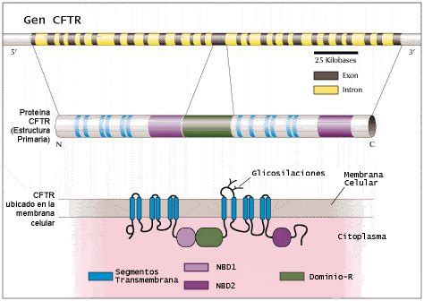 Esquema de la función del gen CFTR y su afectación en la fibrosis quística