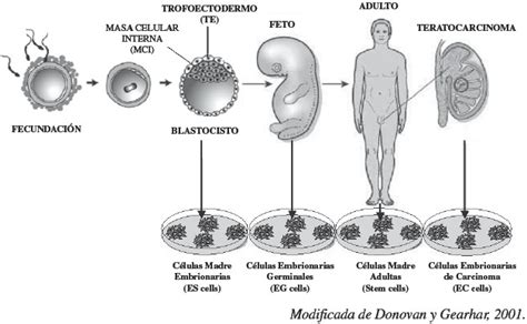 Representación esquemática de la activación de genes Snail en células embrionarias y cancerosas