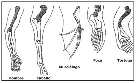Ilustración comparativa de la anatomía ósea de extremidades de mamíferos (humano, ballena, murciélago)