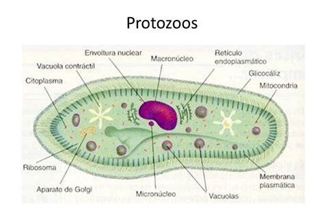 Esquema general de un protozoo eucariota unicelular
