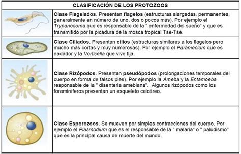 Infografía: tipos de protozoos según su locomoción