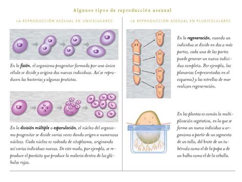 Esquema de los diferentes tipos de reproducción asexual en protozoos