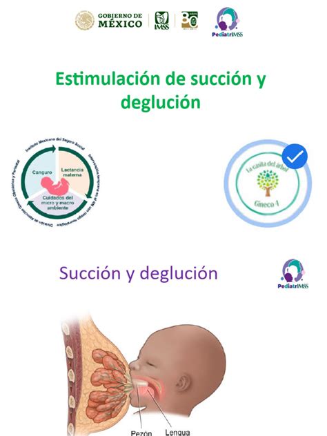 Esquema del desarrollo de los reflejos de succión y deglución en el feto
