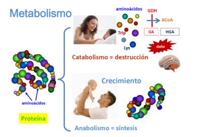 Infografía sobre los procesos metabólicos del cuerpo y cómo los riñones y pulmones regulan el equilibrio ácido-base.
