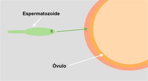 Esquema biológico detallado que muestra el recorrido del espermatozoide hacia el óvulo en las trompas de Falopio y la posterior formación del cigoto.