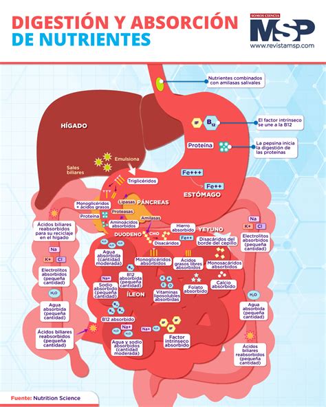 Infografía comparativa de la absorción de nutrientes entre frutos y pseudotallo en plataneras