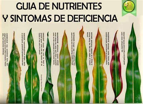Guía visual de síntomas de deficiencias nutricionales en hojas de plátano