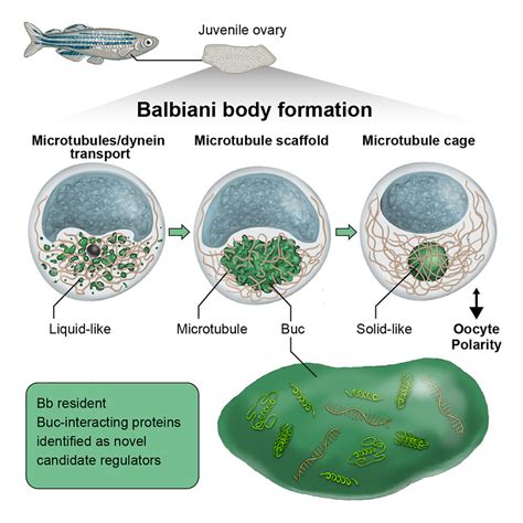 Infografía: Mecanismo de formación del cuerpo de Balbiani con la proteína Bucky ball y microtúbulos