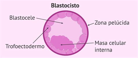 Representación esquemática de un blastocisto con sus partes: trofectodermo, masa celular interna y blastocele