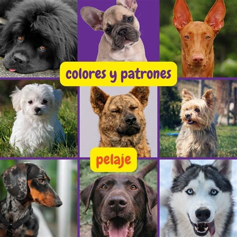 Fotografía de un ratón quimera mostrando diferentes colores de pelaje