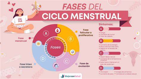 Esquema de las diferentes fases del ciclo menstrual y puntos donde el alcohol podría interactuar