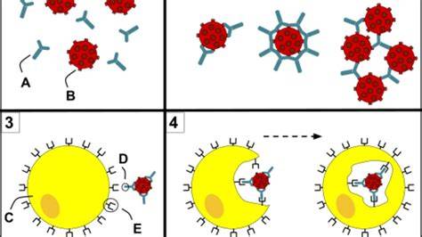 Micrografía electrónica de plaquetas sanas y plaquetas opsonizadas por anticuerpos, mostrando el proceso de destrucción.
