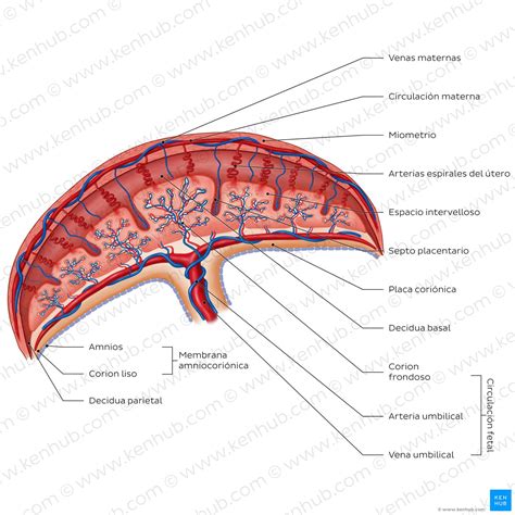 Diagrama esquemático de la estructura de la placenta, mostrando la cara fetal y la cara materna, con sus respectivos componentes como el corion, las vellosidades coriónicas y los cotiledones.