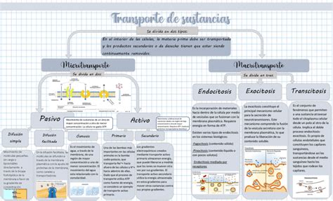 Infografía que ilustra los intercambios de sustancias entre la madre y el feto a través de la placenta, detallando los nutrientes, gases y desechos.