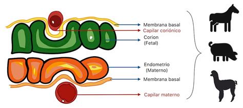Diagrama que ilustra las capas de barrera en los diferentes tipos de placentas histológicas (epiteliocorial, sindesmocorial, endoteliocorial, hemocorial).