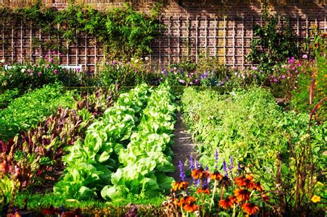 Imagen de un huerto ecológico mostrando diversas plantas saludables