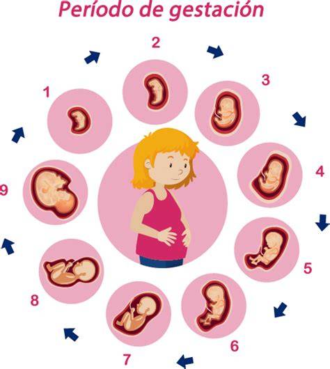 Esquema cronológico de la gestación y lactancia: fases críticas y días de mayor fertilidad