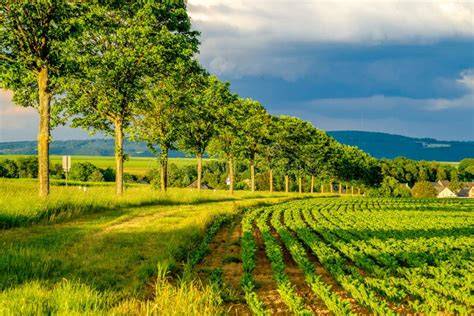Campo de cultivo con suelo fértil y plantas sanas
