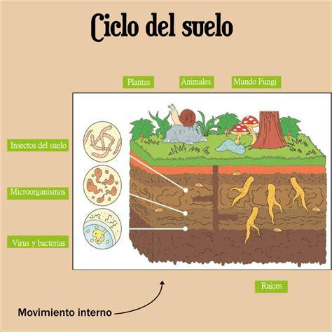 Esquema del ciclo de nutrientes en el suelo con la intervención de microorganismos