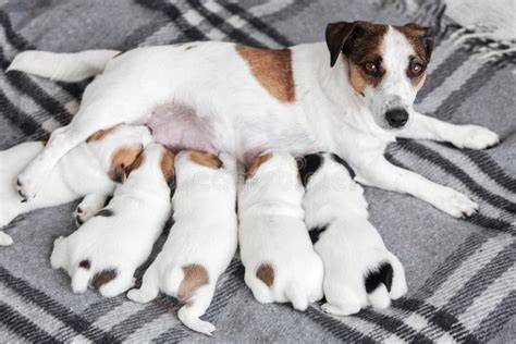 Cachorros recién nacidos acurrucados con su madre