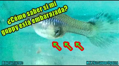 Diagrama de una guppy hembra embarazada, señalando el abdomen hinchado y el punto grávido.