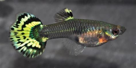 Primer plano de una guppy hembra mostrando el abdomen cuadrado y el punto grávido muy visible, lista para parir.