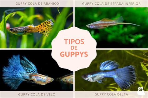 Comparativa de diferentes tipos de guppys, mostrando la diversidad de colores y aletas.