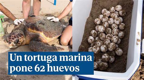 Ranger mostrando huevos de tortuga marina a un grupo de visitantes en la playa de Mon Repos