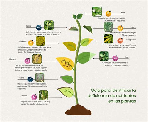 Infografía detallando los síntomas visuales de las deficiencias de los principales macronutrientes (N, P, K) y micronutrientes (Ca, Fe, Mg) en plantas de marihuana.