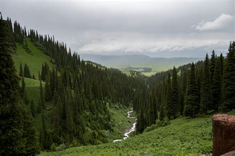 Paisaje boscoso de Aberdeen con evidencia de explotación forestal.
