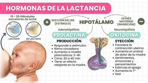Diagrama de las hormonas implicadas en la lactancia y el placer