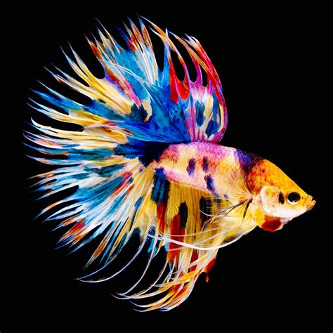 Ilustración detallada de un pez Betta splendens macho mostrando sus aletas largas y colores vibrantes.