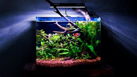Infografía mostrando el rango de temperatura ideal para un acuario de Betta y la importancia de un calentador.