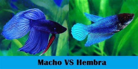 Esquema de un acuario comunitario para hembras Betta, mostrando la distribución de plantas y escondites.