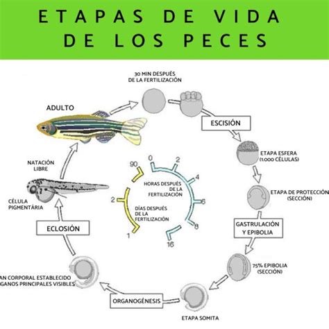 Diagrama del ciclo de vida del pez Betta, desde el huevo hasta el pez adulto, con énfasis en la etapa de alevín.