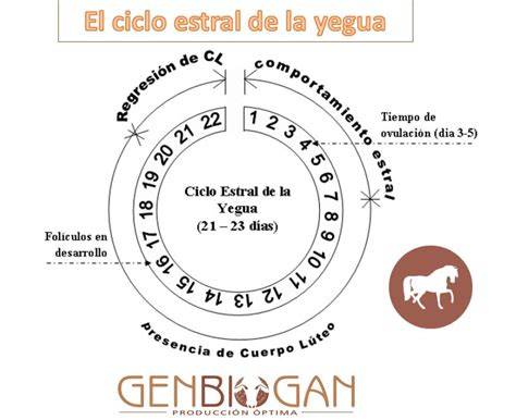 Esquema del ciclo estral de la yegua y sus fases hormonales