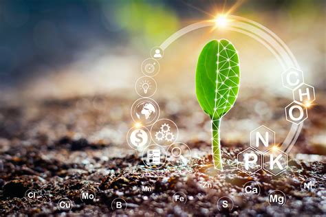 Esquema de un cultivo sano y vigoroso gracias a la fertilización con DAP