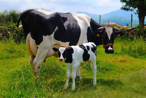 Vaca Frisona en un campo con terneros