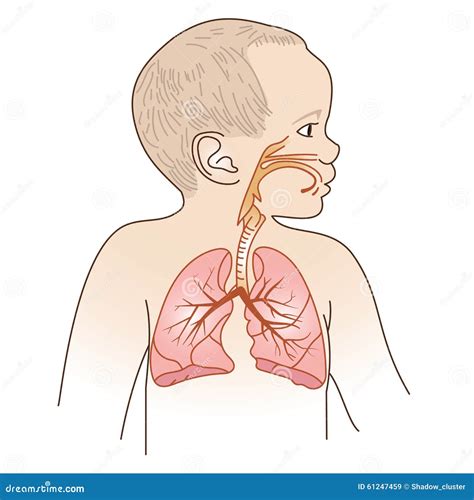 Esquema del sistema respiratorio de un recién nacido