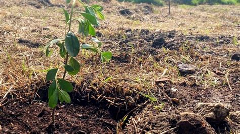 Imagen de un árbol plantado en memoria de un embarazo perdido.