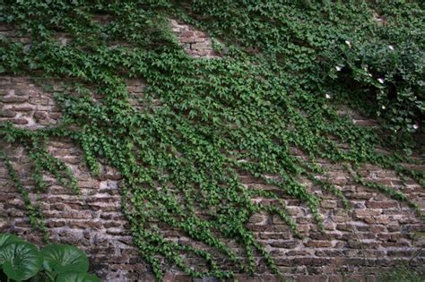 Hiedra vigorosa creciendo en un muro verde, con un enfoque en sus hojas sanas y densas.