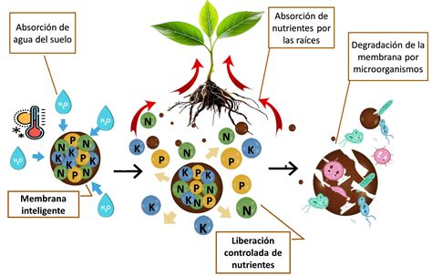 Infografía que muestra el proceso de liberación gradual de nutrientes de un fertilizante de lenta liberación en el suelo.